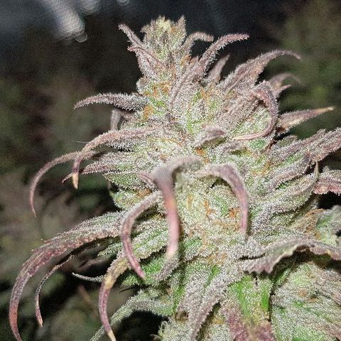 Daworka growlog timeline photo