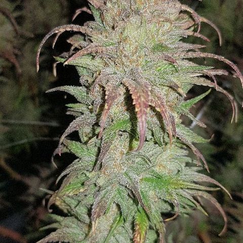 Daworka growlog timeline photo