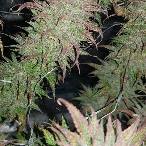 Daworka growlog timeline photo