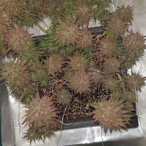 Daworka growlog timeline photo