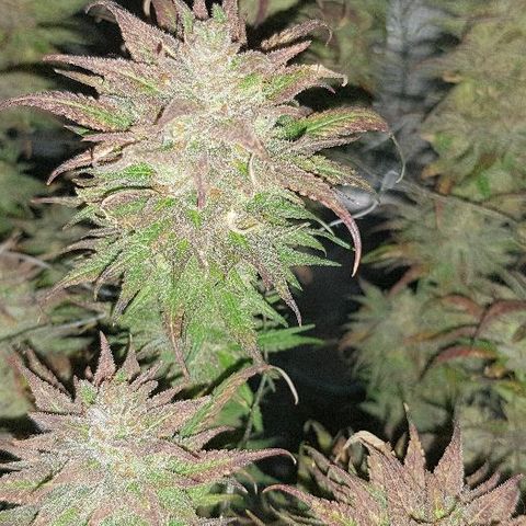 Daworka growlog timeline photo