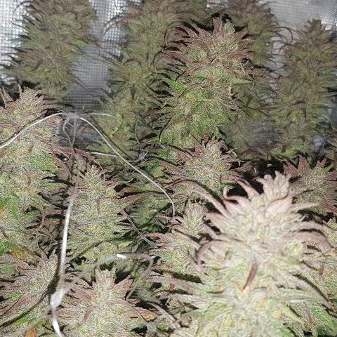 Daworka growlog timeline photo
