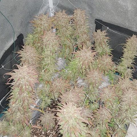 Daworka growlog timeline photo