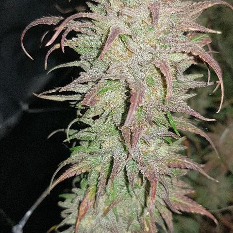 Daworka growlog timeline photo