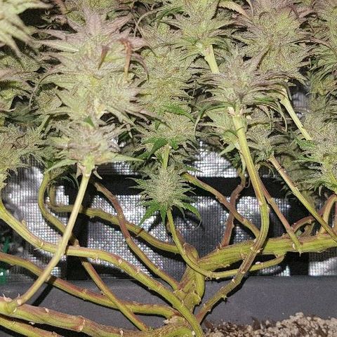 Daworka growlog timeline photo