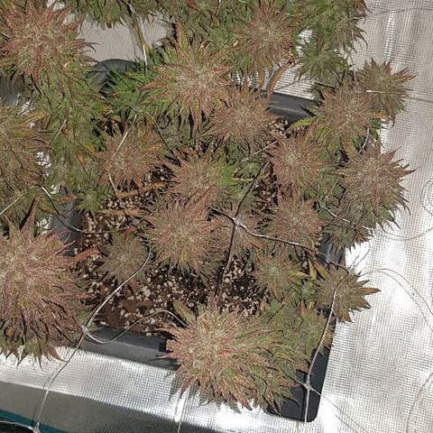 Daworka growlog timeline photo