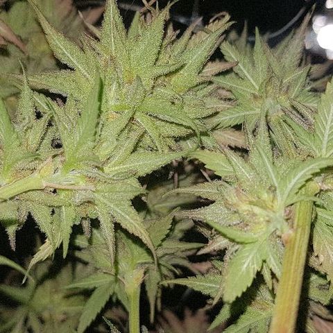 Daworka growlog timeline photo