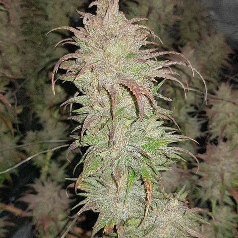 Daworka growlog timeline photo