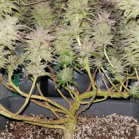 Daworka growlog timeline photo