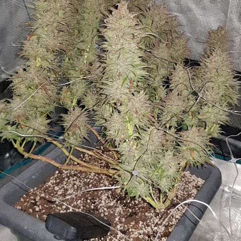 Daworka growlog timeline photo