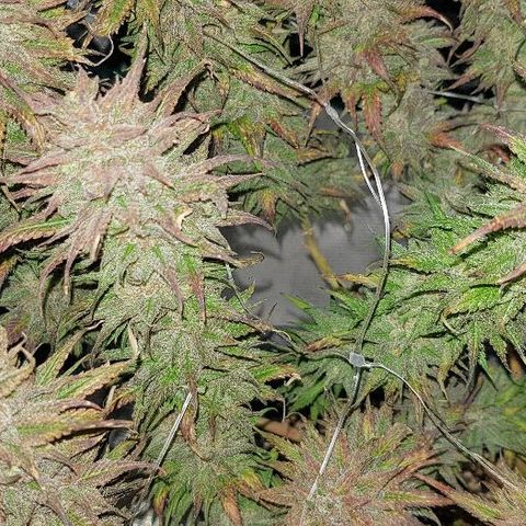 Daworka growlog timeline photo