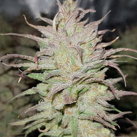 Daworka growlog timeline photo