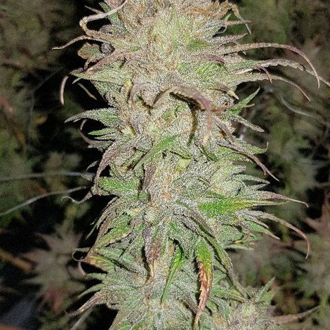 Daworka growlog timeline photo