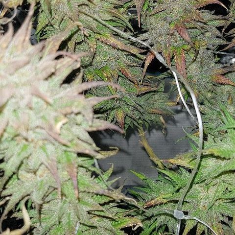 Daworka growlog timeline photo