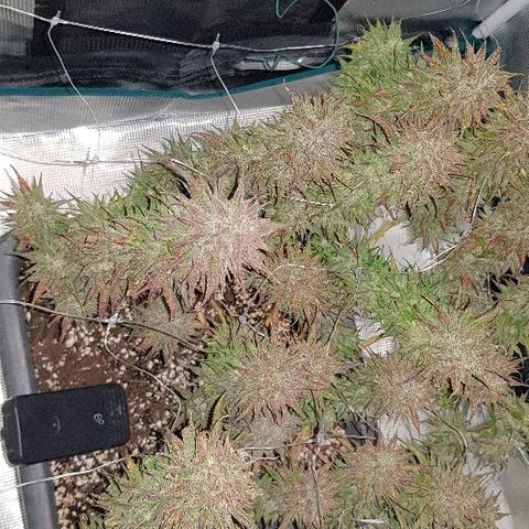Daworka growlog timeline photo