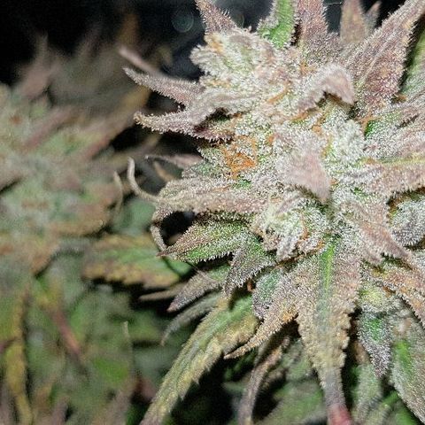 Daworka growlog timeline photo