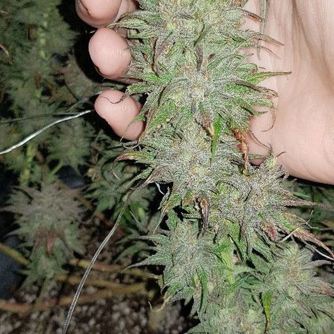 Daworka growlog timeline photo