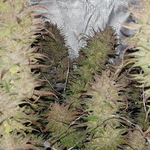 Daworka growlog timeline photo
