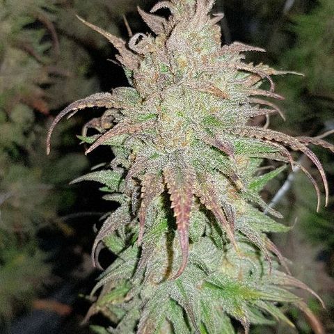 Daworka growlog timeline photo
