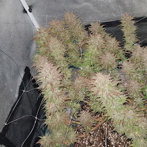 Daworka growlog timeline photo