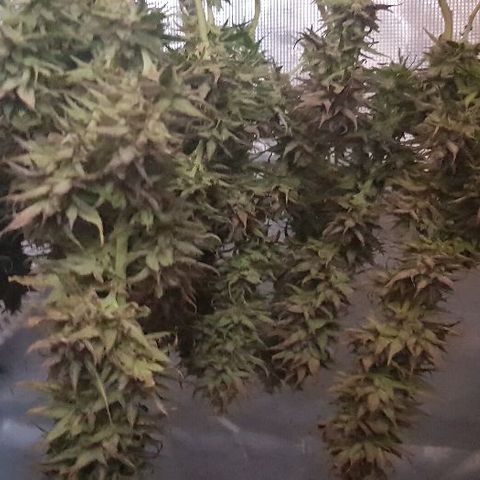Daworka growlog timeline photo