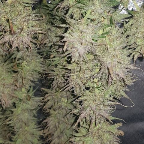 Daworka growlog timeline photo