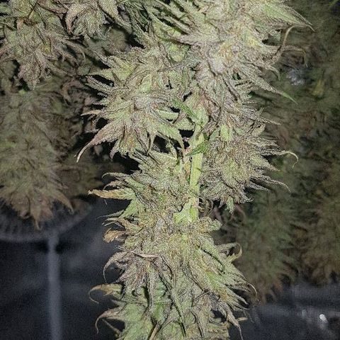 Daworka growlog timeline photo