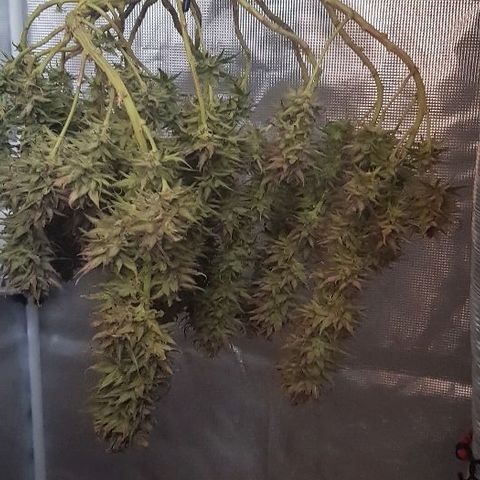 Daworka growlog timeline photo