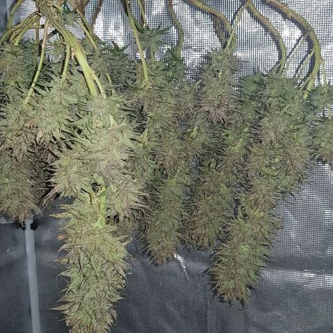 Daworka growlog timeline photo
