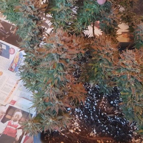 Daworka growlog timeline photo