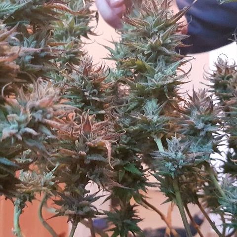 Daworka growlog timeline photo
