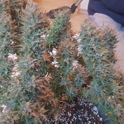 Daworka growlog timeline photo