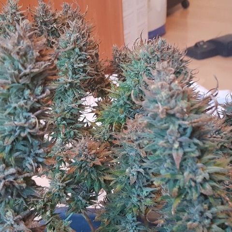 Daworka growlog timeline photo