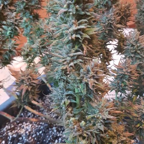 Daworka growlog timeline photo