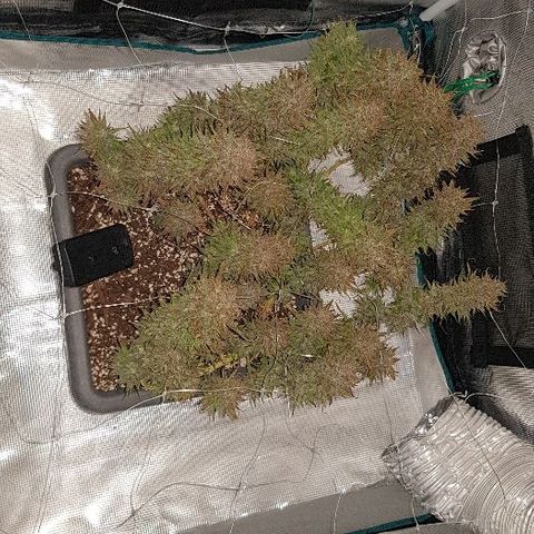 Daworka growlog timeline photo