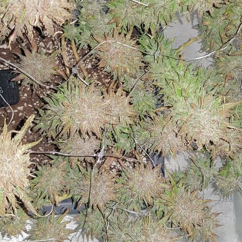 Daworka growlog timeline photo