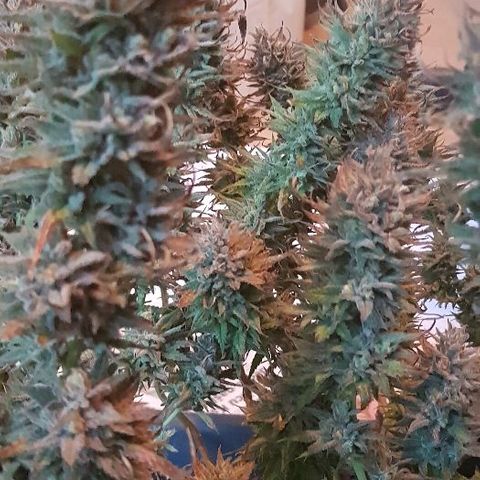 Daworka growlog timeline photo