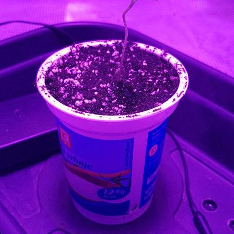 Jagoda growlog photo: fino napreduje, održavan vlagu na 80+ i temp izmedju 23-27