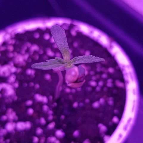 Jagoda growlog photo: fino napreduje, održavan vlagu na 80+ i temp izmedju 23-27