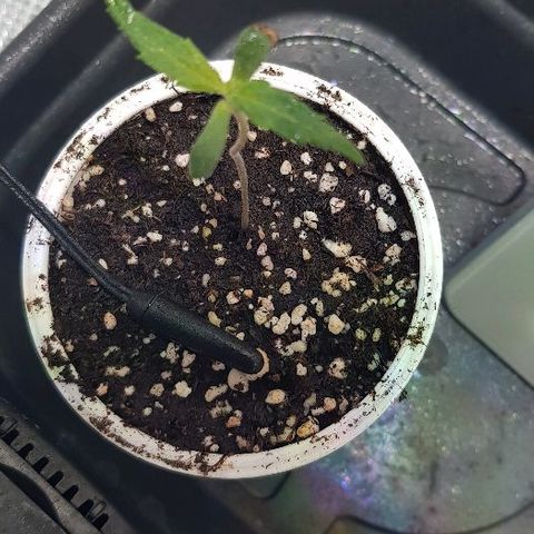 Jagoda growlog timeline photo