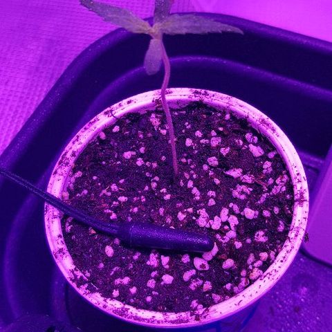 Jagoda growlog timeline photo