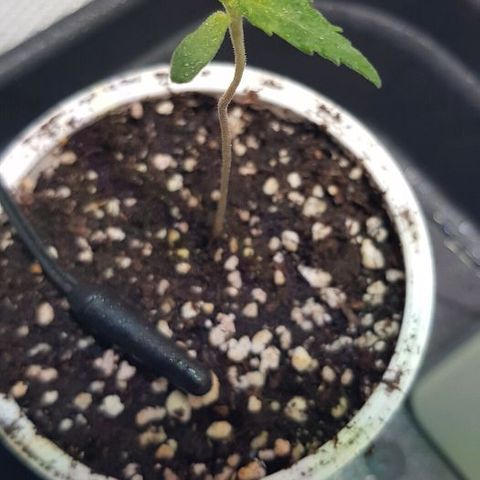 Jagoda growlog timeline photo
