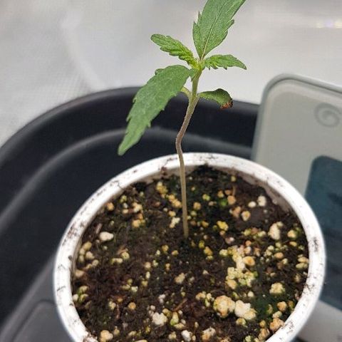 Jagoda growlog timeline photo