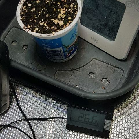 Jagoda growlog timeline photo