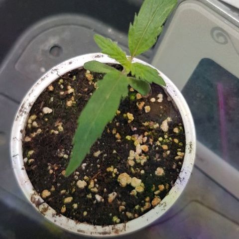 Jagoda growlog timeline photo
