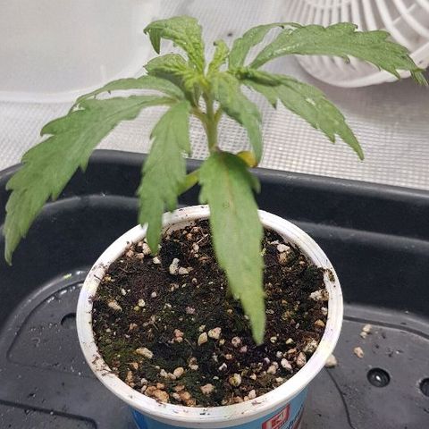 Jagoda growlog photo: malo prema dolje lišće, bez jel previše svijetla mozdA