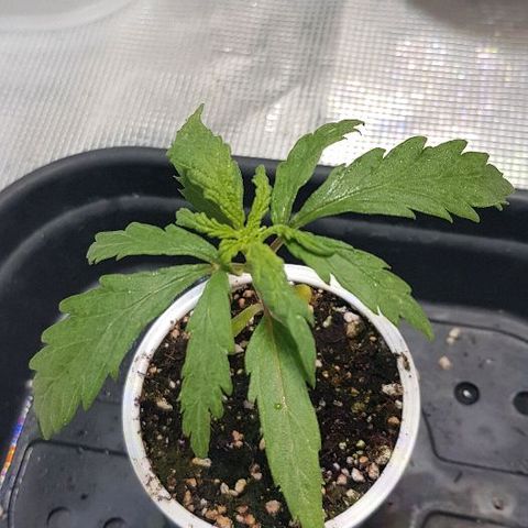Jagoda growlog photo: malo prema dolje lišće, bez jel previše svijetla mozdA