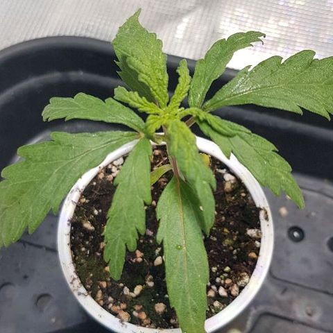 Jagoda growlog photo: malo prema dolje lišće, bez jel previše svijetla mozdA