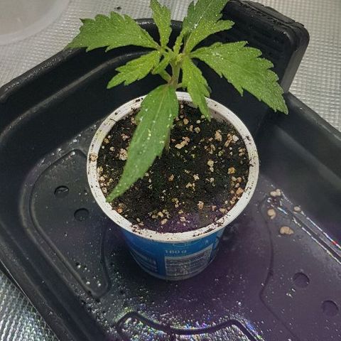 Jagoda growlog timeline photo