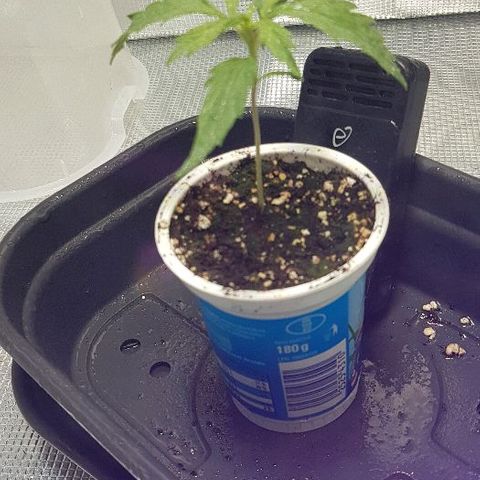 Jagoda growlog timeline photo